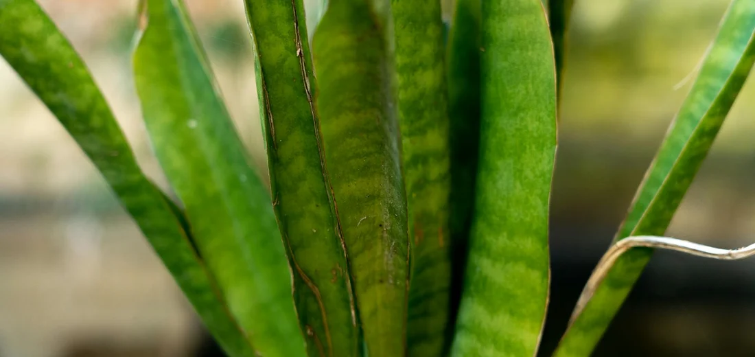 Close-up of green snake plant leaves