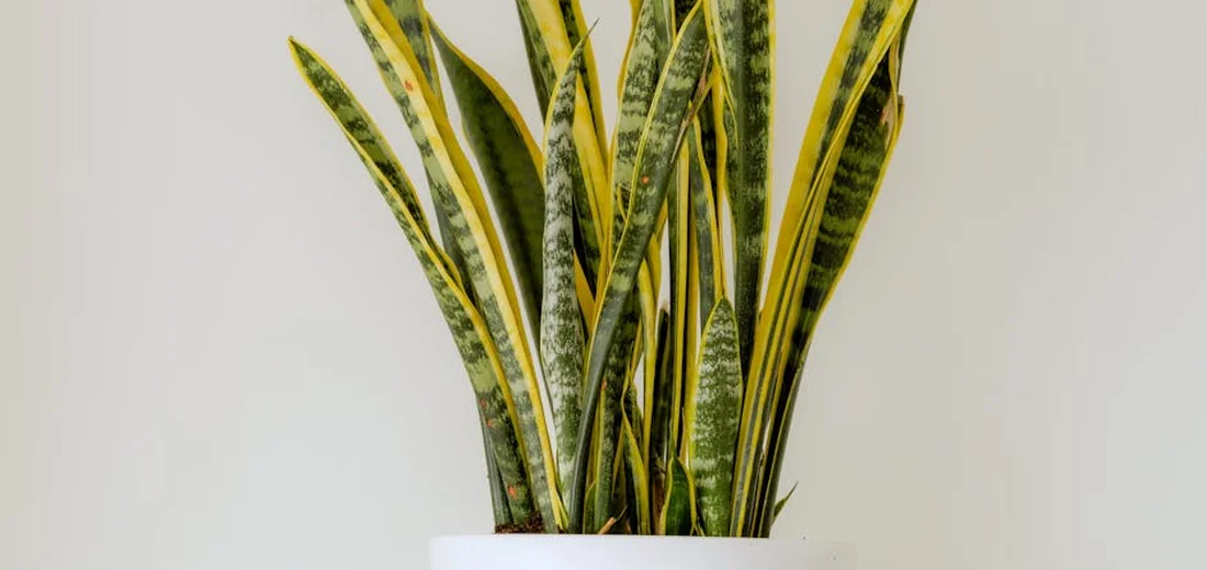 Variegated snake plant (Sansevieria) with yellow-edged leaves in a white pot against a light background