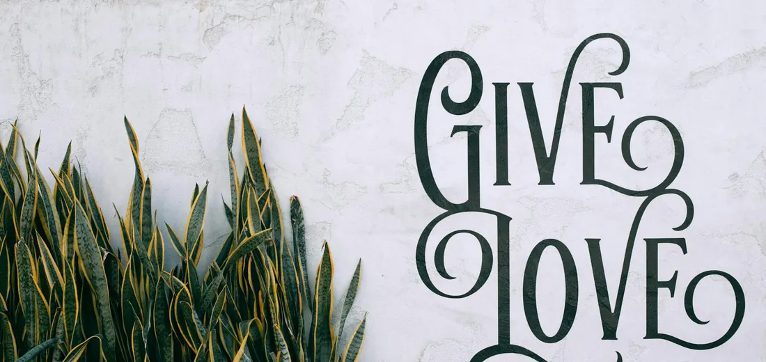 Snake plant (Sansevieria) with upright green leaves against a light background and decorative 'GIVE LOVE' lettering