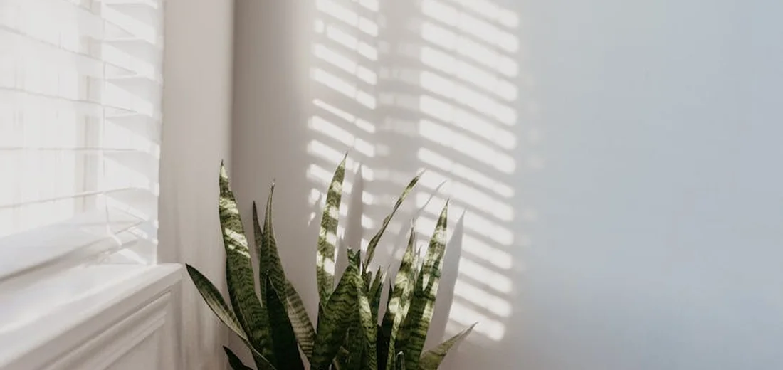 Snake plant (Sansevieria) near a window with blinds casting striped sunlight on the wall