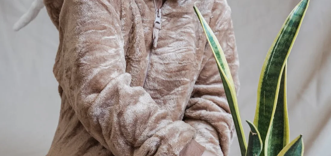A snake plant with tall variegated leaves sits beside a person wearing a brown fleece jacket indoors.