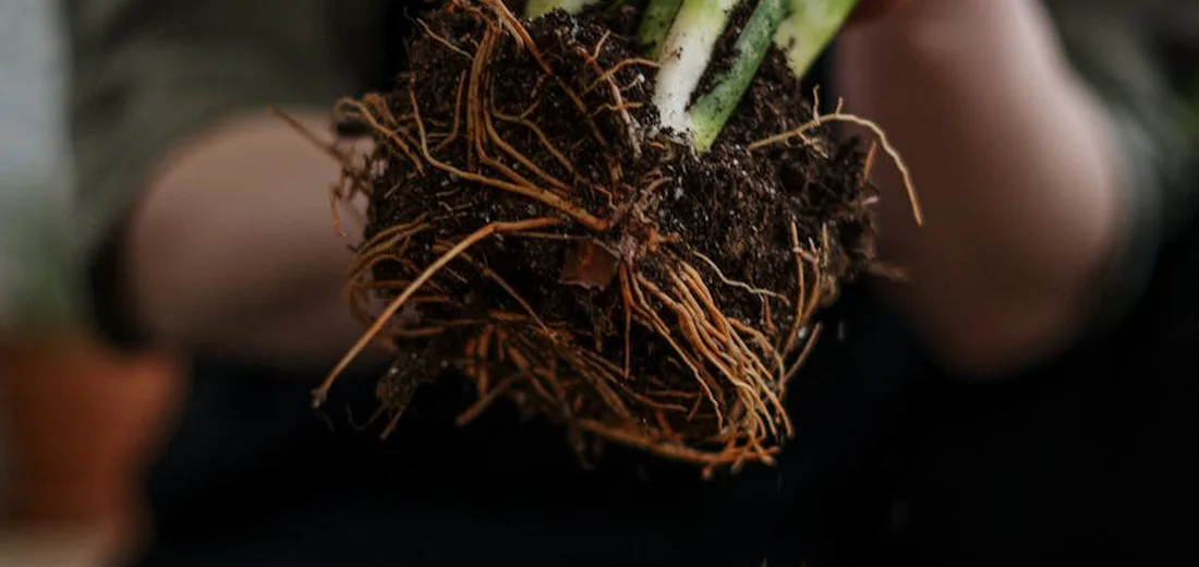 Person holding a snake plant propagation with exposed roots and fresh soil
