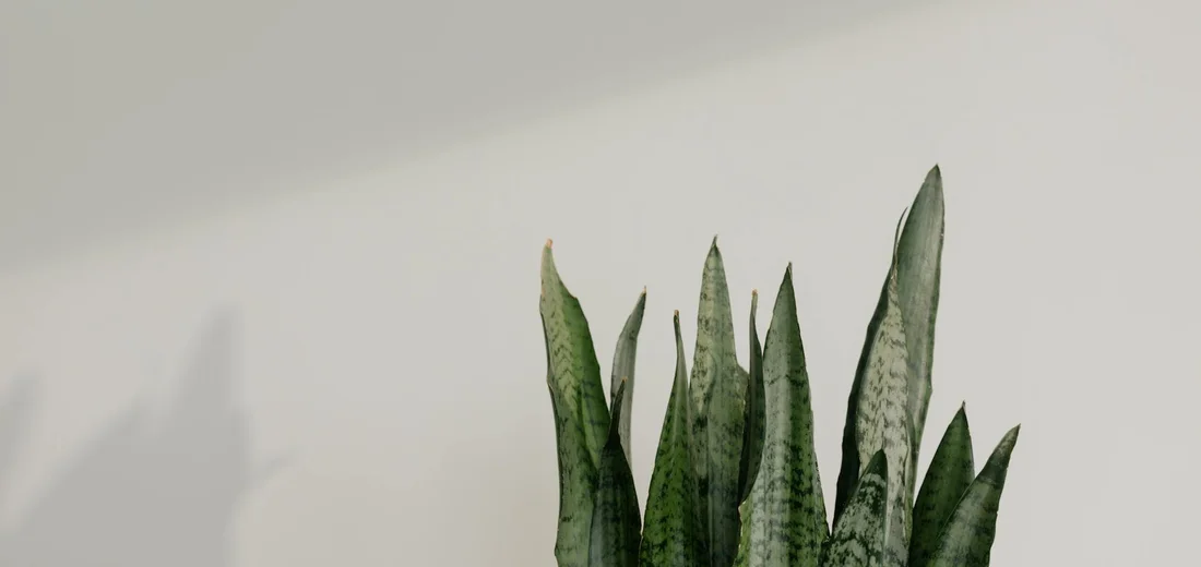 Snake plant leaves (Sansevieria) with variegated green patterns, shown in a clean, light setting, ready for propagation cuts.