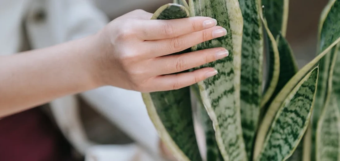 Close-up of a hand gently touching variegated snake plant leaves
