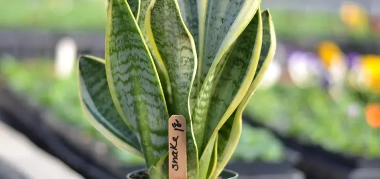 Variegated snake plant with yellow-edged leaves in a greenhouse, featuring a small wooden identification tag.