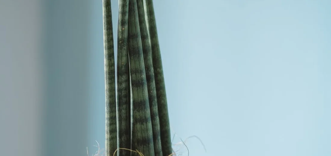 Close-up of a snake plant (Sansevieria) leaf with dark green horizontal banding, standing upright against a light blue background.