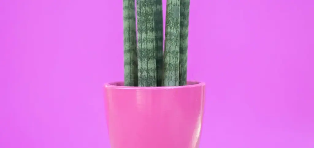 When Should You Repot Your Snake Plant? (Signs, Timing & Frequency)