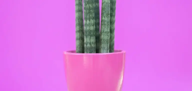 Snake plant with tall, variegated leaves in a pink pot against a bright pink background