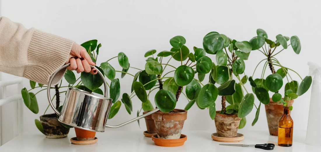 A hand holding a metal watering can, watering several small potted houseplants with round green leaves arranged in a row on a white surface.