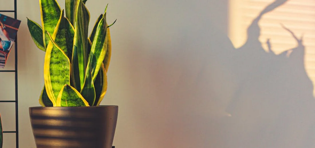 Snake plant (Sansevieria) in a brown pot on a shelf, illuminated by warm light