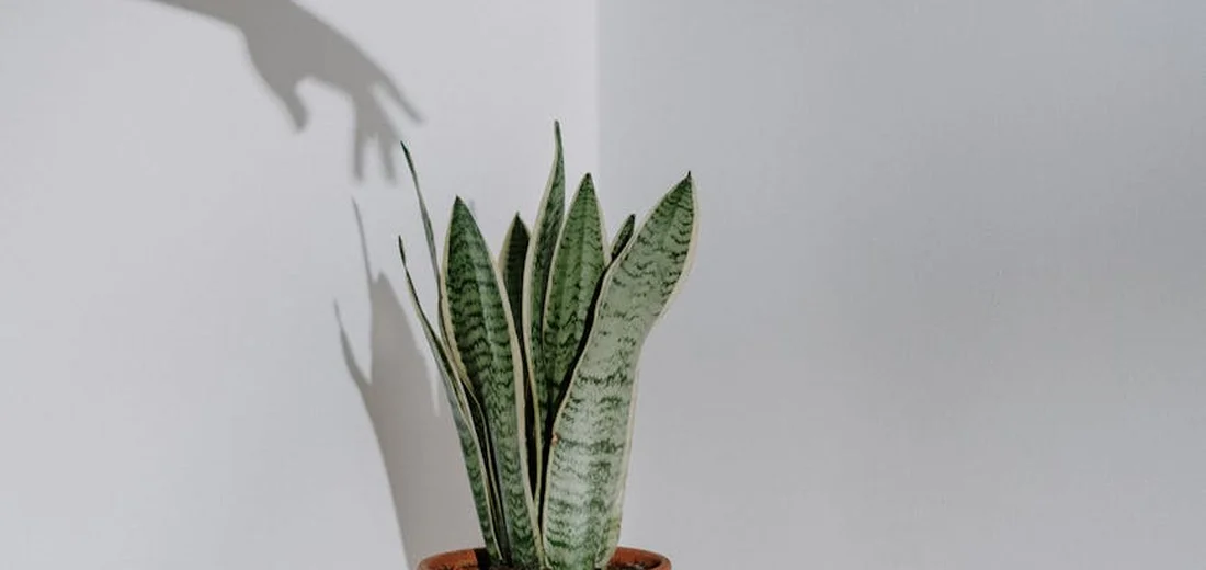 Snake plant (Sansevieria) in a small terracotta pot against a pale gray wall, with a soft shadow on the left.
