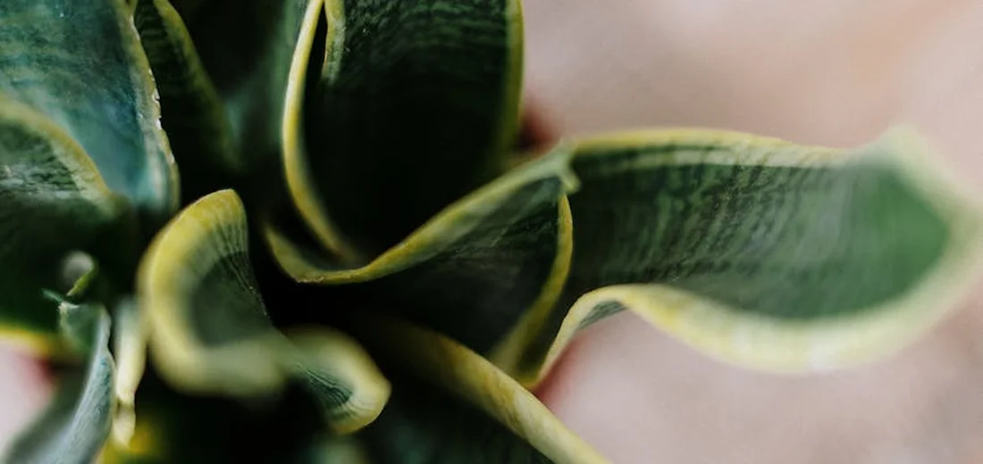 Close-up of variegated snake plant leaves (Sansevieria) with green centers and yellow-edged margins