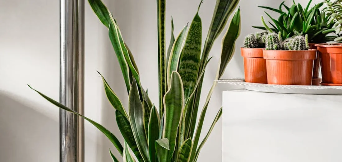 Snake plant with tall upright leaves beside a white shelf holding small potted plants