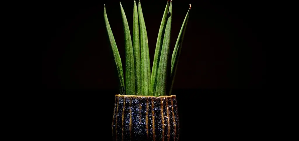 Why Is My Snake Plant Growing Skinny Leaves and How to Fix It