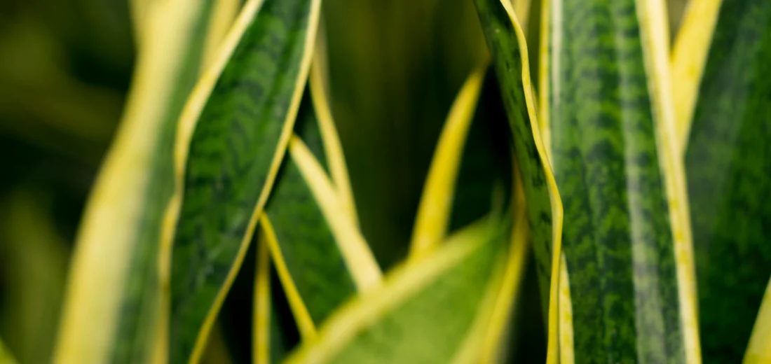 Close-up of variegated snake plant leaves with green centers and yellow margins.