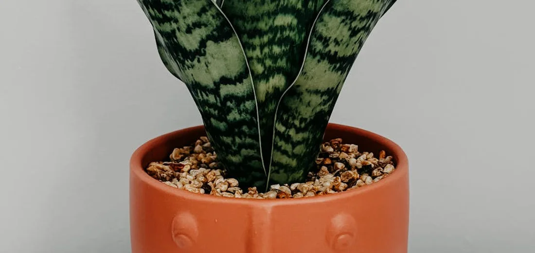 Close-up of a snake plant (Sansevieria) in a terracotta pot with pebble-like soil and a gray background.