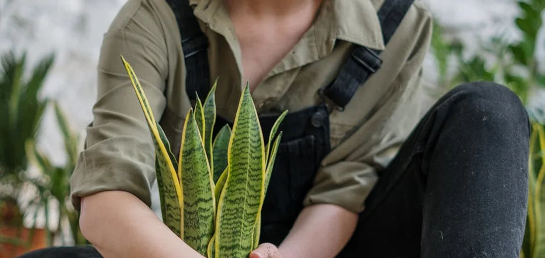 Person tending a snake plant with stakes to provide support.