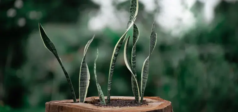 Snake plant (Sansevieria) in a terracotta pot with soil and tall upright leaves, blurred greenery in the background.