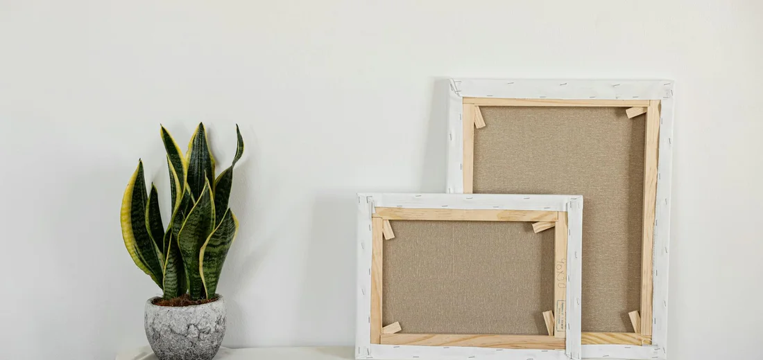 A variegated snake plant in a pot sits to the left of two empty white frames against a white wall.