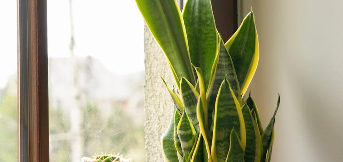 Indoor scene with a variegated snake plant (Sansevieria) featuring tall green leaves edged in yellow, placed by a window.