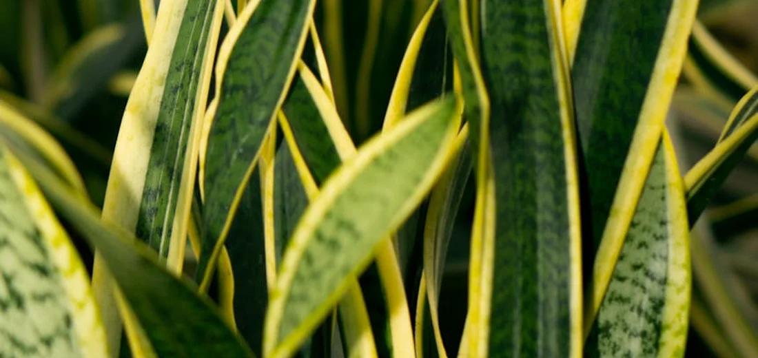 Close-up of variegated snake plant leaves with green centers and yellow margins.