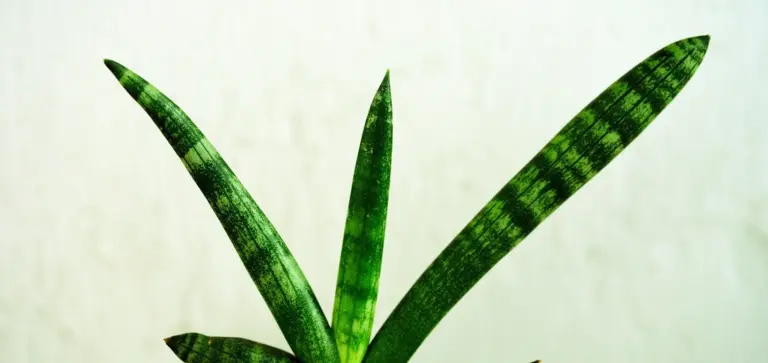 Close-up of a snake plant leaf with dark green banding on a pale background