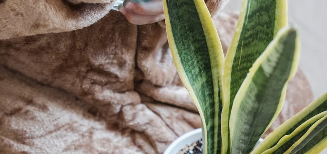 Snake plant with variegated green and yellow-edged leaves in a white pot, indoors.