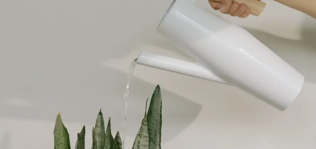 How to Water Your Snake Plant After Repotting