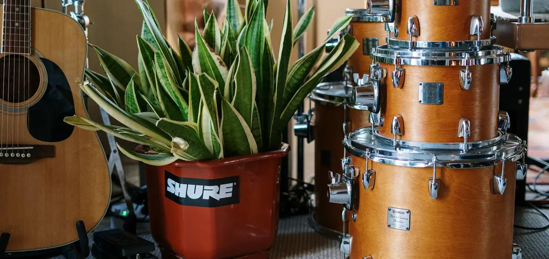 Snake plant in a terracotta-red pot beside a drum kit and guitar, a showpiece in a music-studio setting.