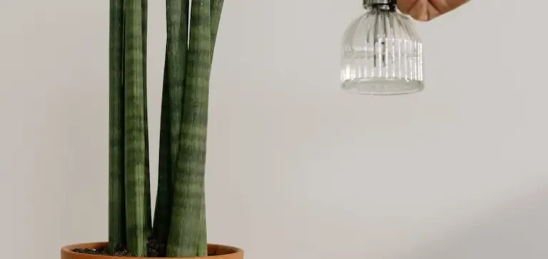 A snake plant (Sansevieria) in a terracotta pot is being watered from a clear glass bottle held by a hand.
