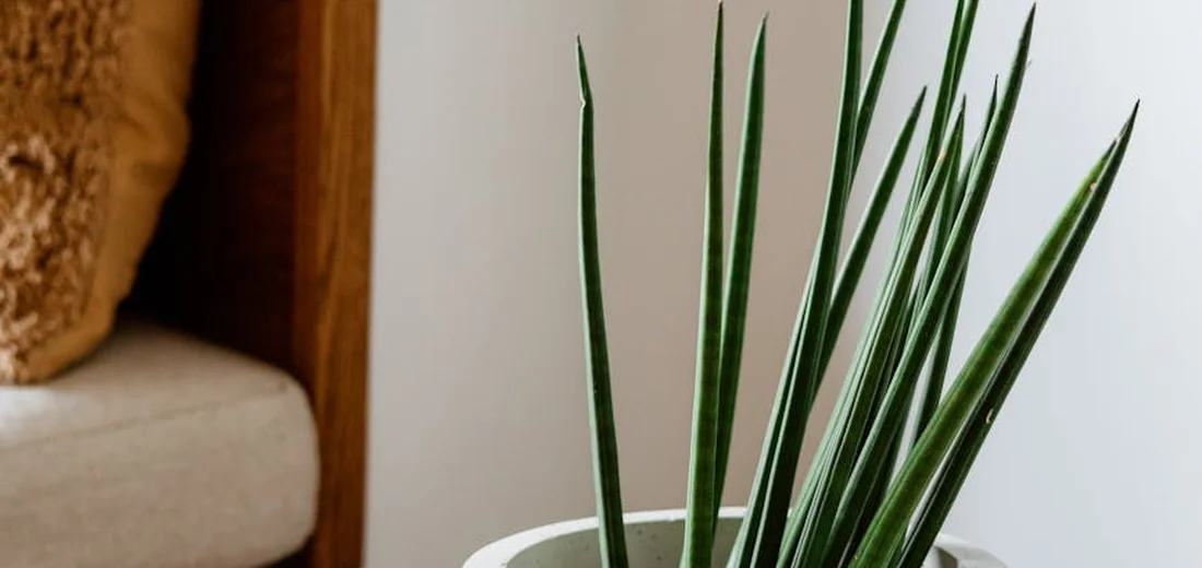 Indoor snake plant (Sansevieria) with tall, upright green leaves in a pot, illustrating winter care.