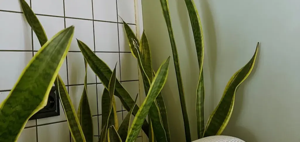 Snake Plant Cost Guide: Prices & Where to Buy