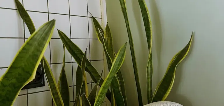 Indoor group of snake plants with tall, upright variegated leaves against a light wall and tiled background.