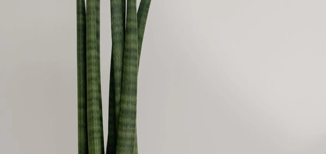 Tall snake plants with long, upright green leaves against a light wall.
