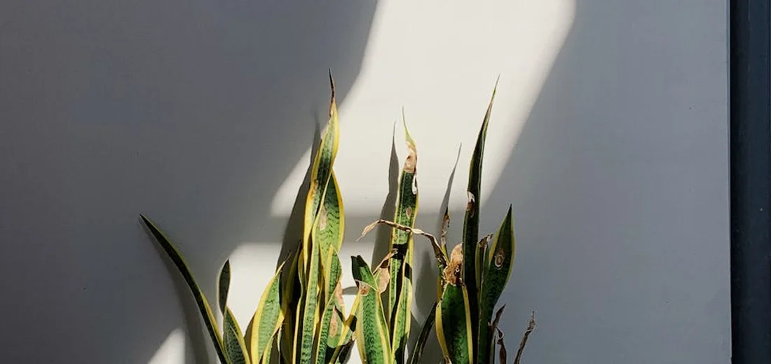 Snake plant (Sansevieria) with tall, variegated green leaves reaching upward against a light wall.