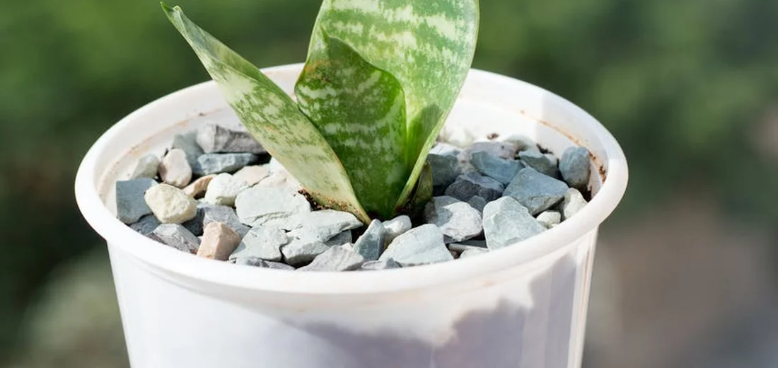 Snake plant leaf cutting resting in a white pot filled with small stones