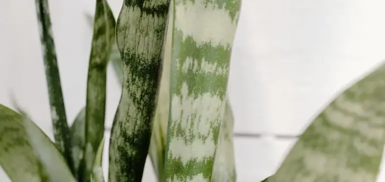 Close-up of a variegated snake plant with tall, sword-shaped leaves