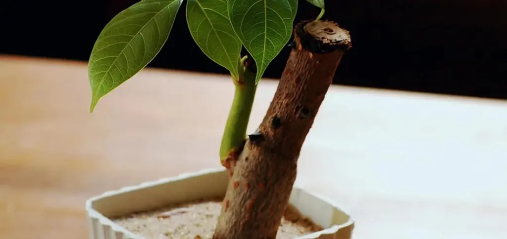 How to Cut Snake Plant Leaves for Propagation