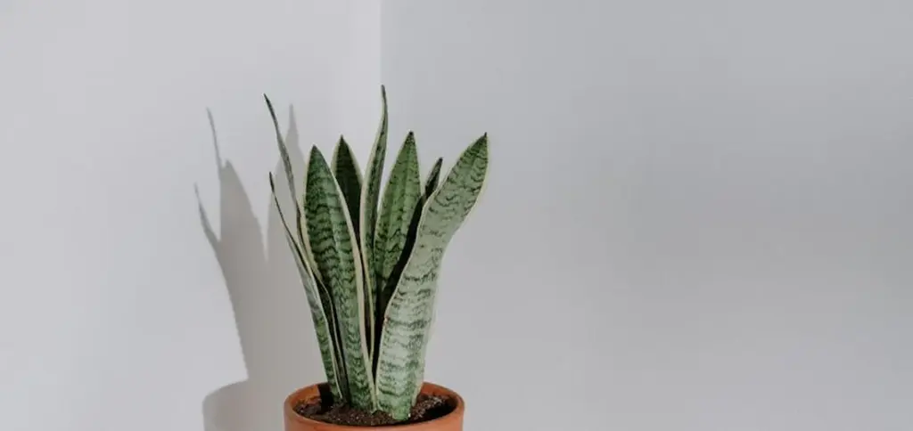How Often to Water Snake Plants Indoors