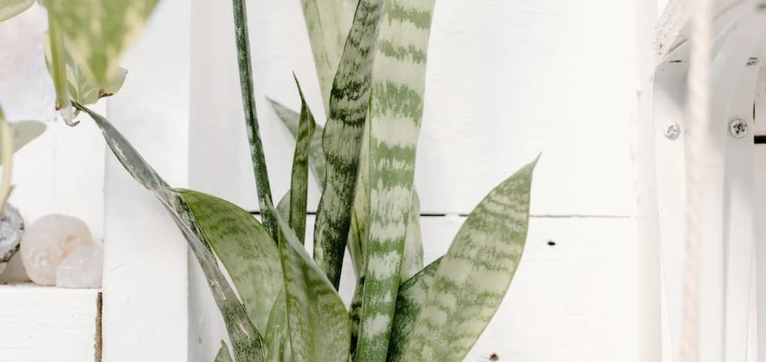 Snake plant (Sansevieria) with variegated leaves in a white pot against a light background.