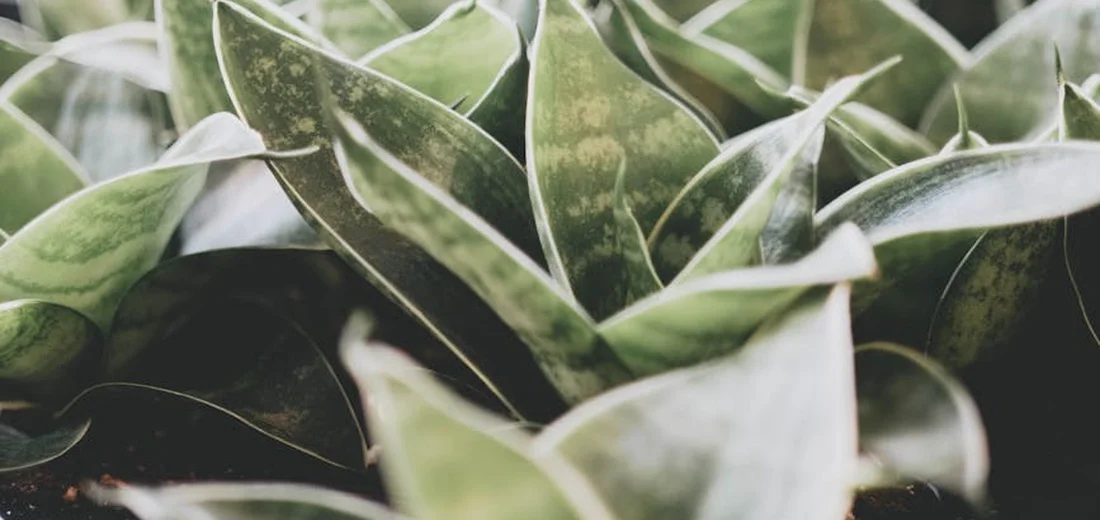 Close-up of variegated Sansevieria leaves forming a dense rosette, illustrating the snake plant's shape for pup separation.
