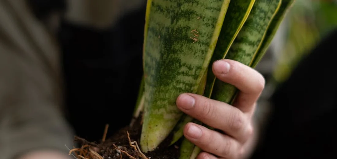 Close-up of a hand holding the base of a variegated Sansevieria (snake plant), with roots visible near the soil.