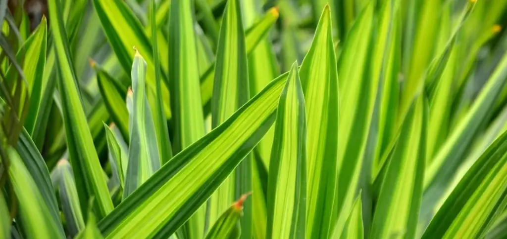 How to Propagate Different Snake Plant Varieties Step-by-Step