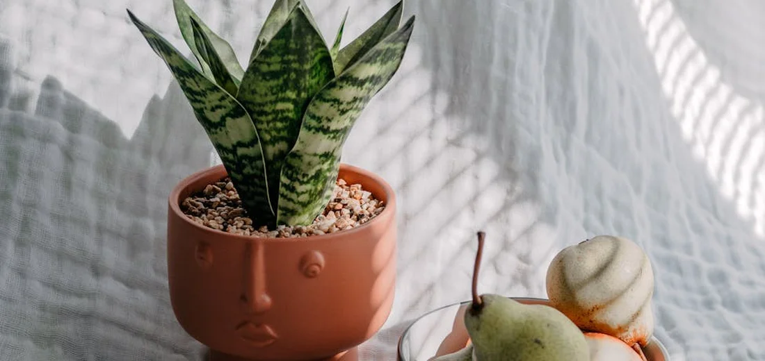 Snake plant (Sansevieria) in a terracotta pot placed near a sunlit window with soft, indirect light