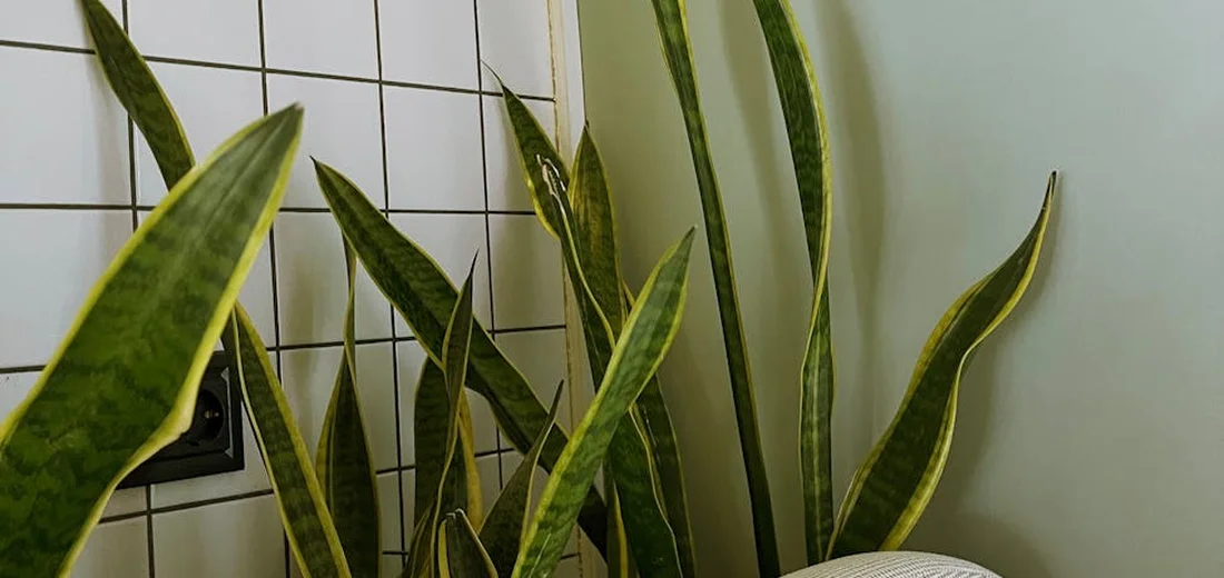Snake plants with variegated yellow-edged leaves growing indoors beside a tiled wall