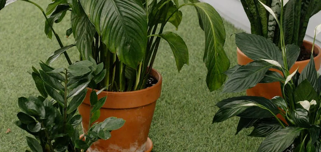 Group of potted snake plants with tall green leaves arranged on a grassy lawn.