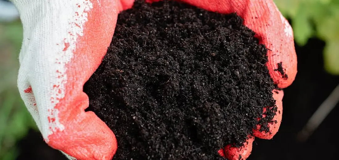 Close-up of hands wearing red gloves holding a clump of dark soil