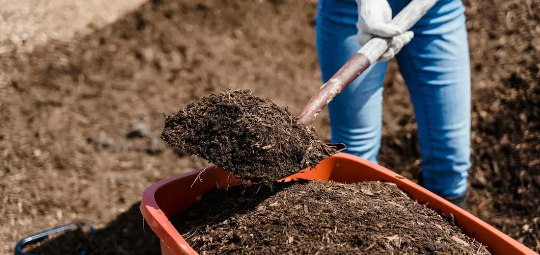 Person wearing gloves and blue jeans shoveling soil into a wheelbarrow.