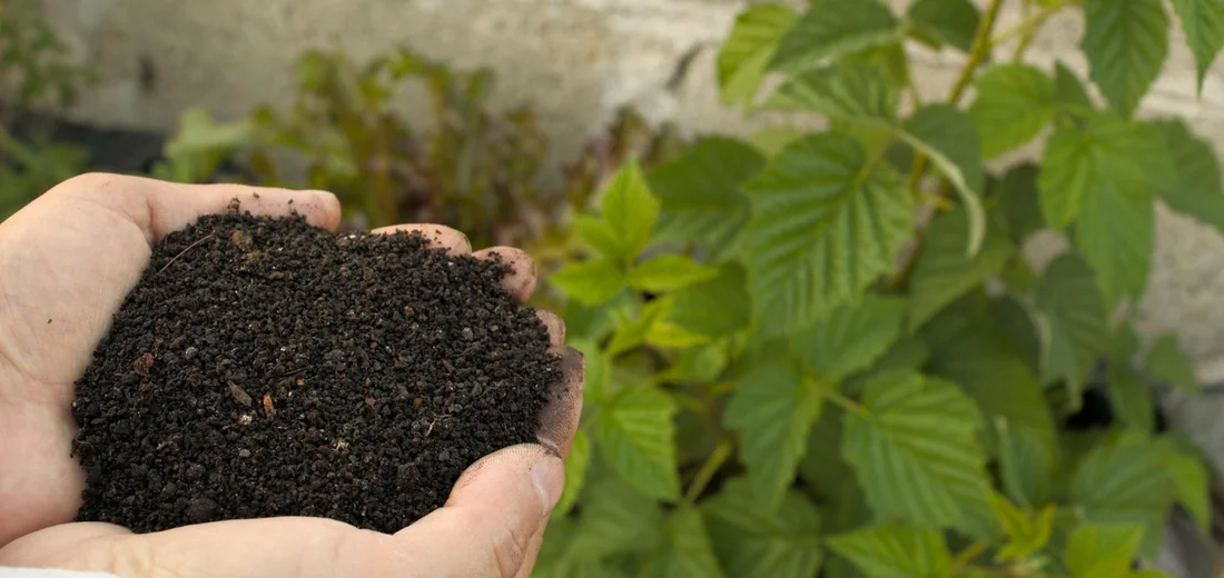 Hands cupping rich potting soil with a leafy green plant in the blurred background.