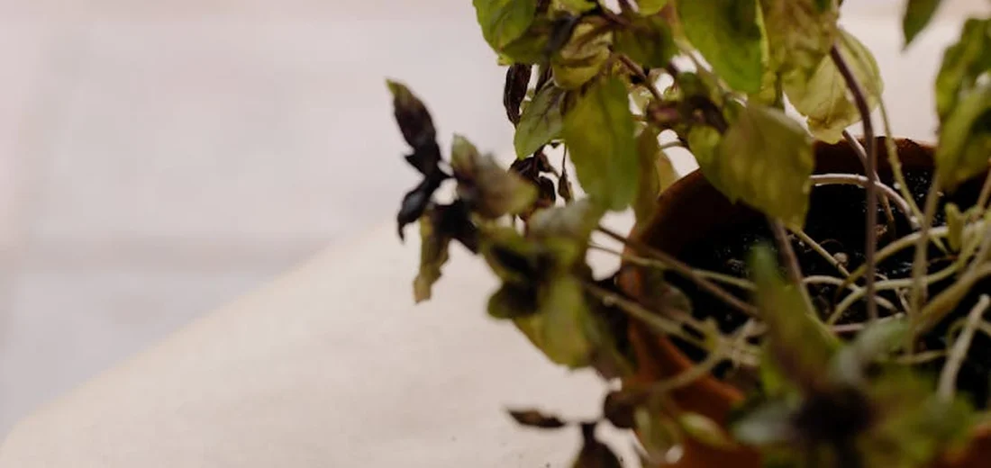 Close-up of a potted plant with green and brown leaves